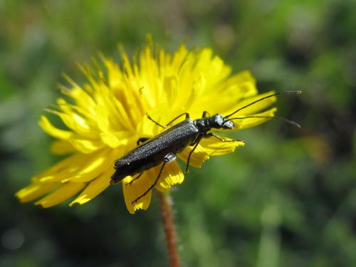Oedemera crassipes