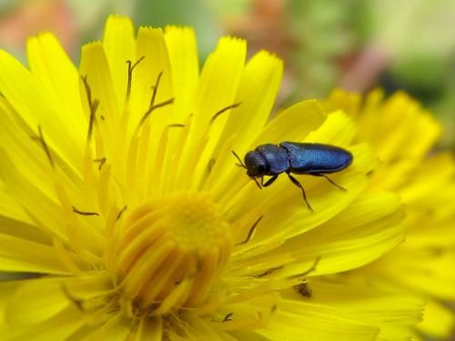 Anthaxia cyanescens