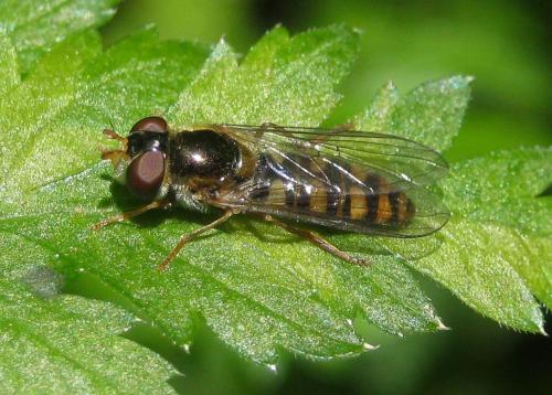 Epistrophella euchroma