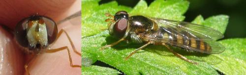 Epistrophella euchroma