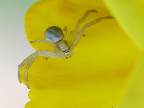 Misumena vatia