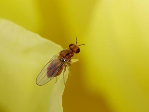 Elachiptera sp.