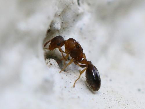 Temnothorax nylanderi