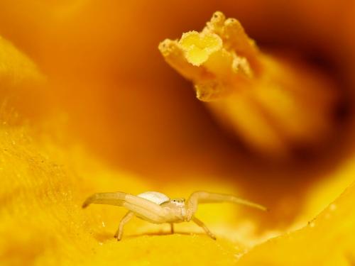 Misumena vatia