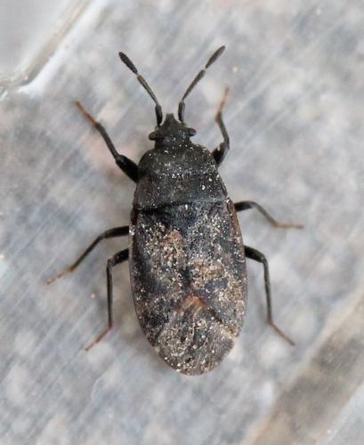 Drymus ryeii