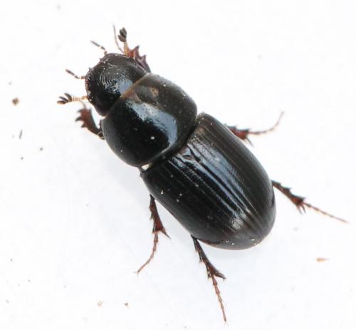 Réf. 138 159 : Liothorax niger
