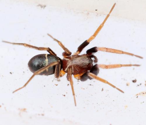 Réf. 138 160 : Micaria pulicaria