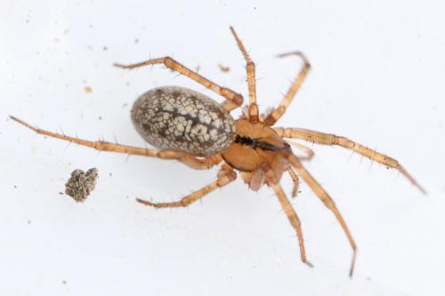 Réf. 138 161 : Stemonyphantes lineatus