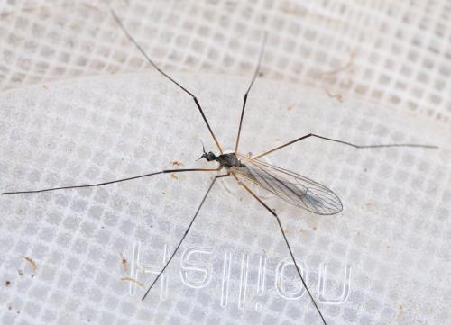 Tricyphona immaculata
