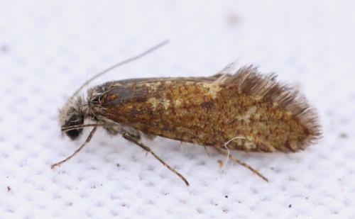 Dyseriocrania subpurpurella