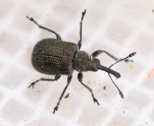 Réf. 138 757 : Neocoenorrhinus minutus