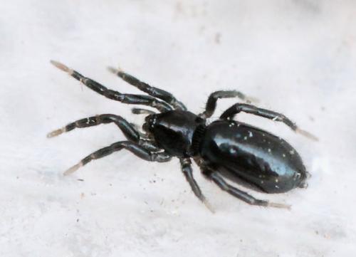 Réf. 138 756 : Zelotinae inconnu