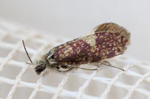 Eriocrania salopiella