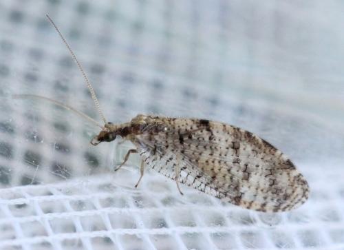 Réf. 138 914 : Hemerobius sp.