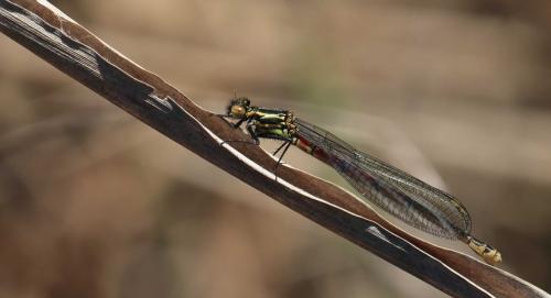 Pyrrhosoma nymphula