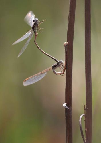 Sympecma fusca
