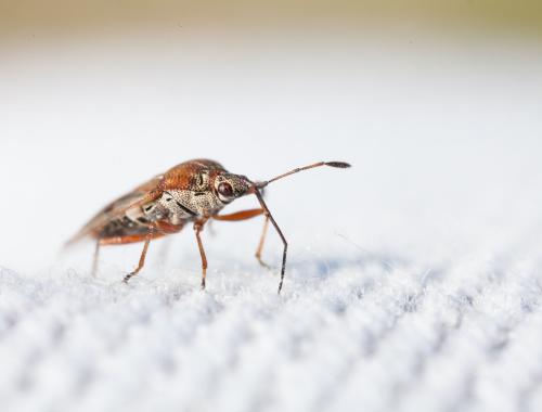 Kleidocerys sp.