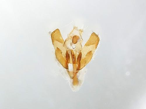 Depressaria ultimella