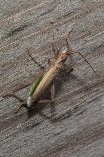 Réf. 138 019 : Notostira sp.