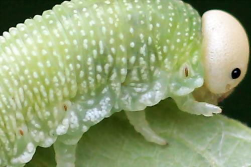 Trichiosoma vitellina