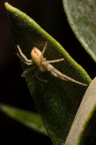 Philodromus sp.