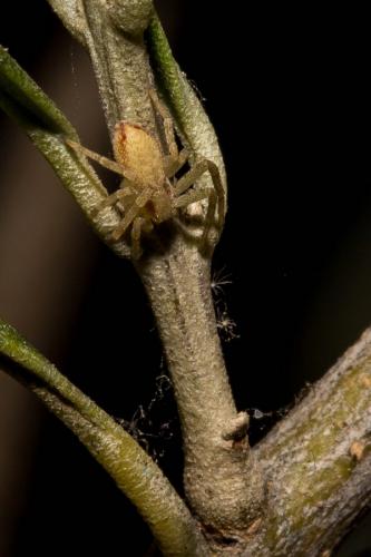 Réf. 138 652 : Philodromus sp.