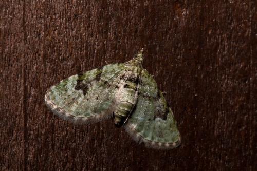 Réf. 138 493 : Chloroclystis v-ata