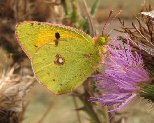 Réf. 138 062 : Colias croceus