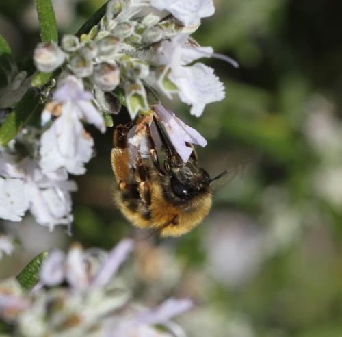 Anthophora plumipes