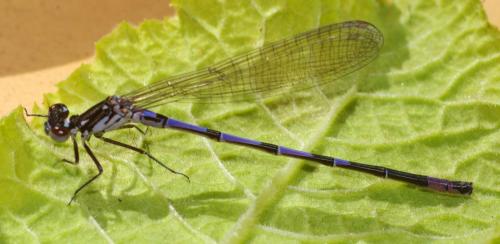 Réf. 138 998 : Coenagrion pulchellum