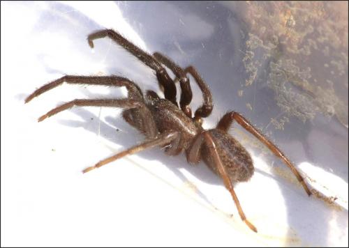 Segestria florentina