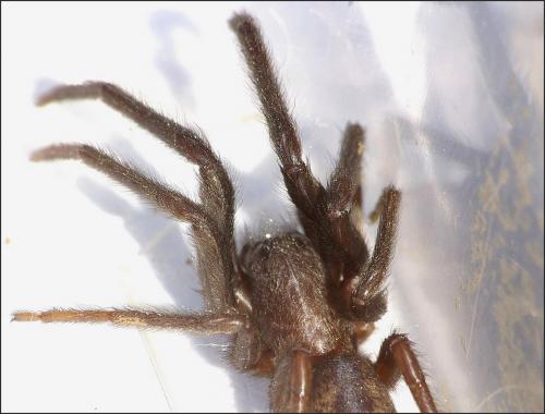 Segestria florentina