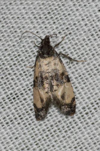 Cochylis atricapitana