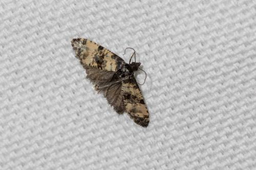 Cochylis atricapitana