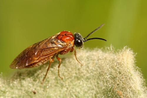 Réf. 138 796 : Periclista sp.