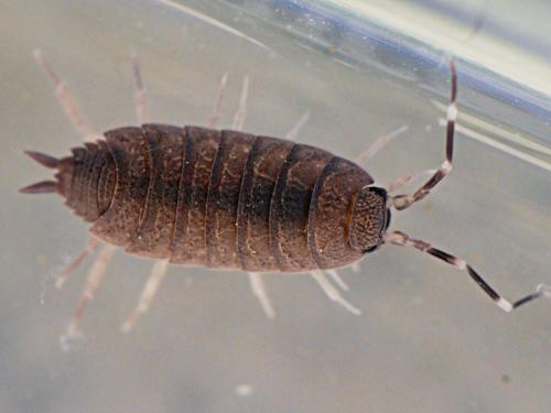 Porcellionides pruinosus
