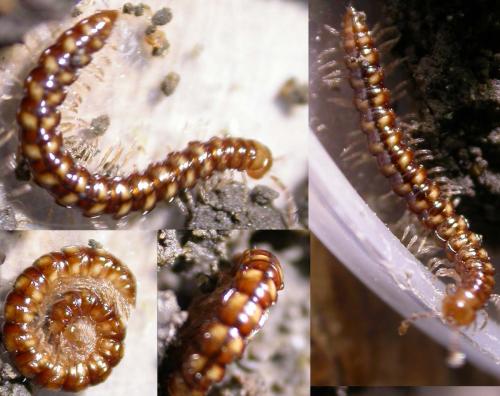 Stosatea italica