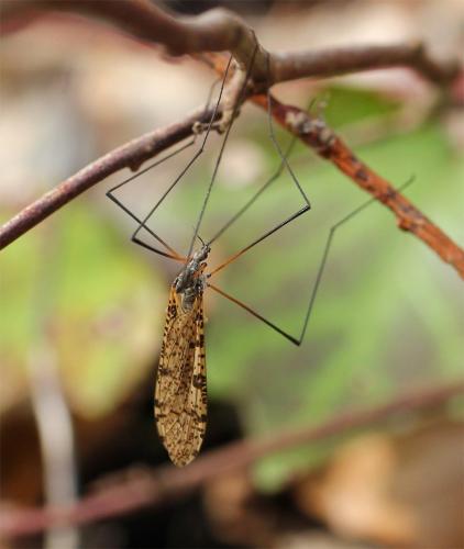 Limnophila schranki