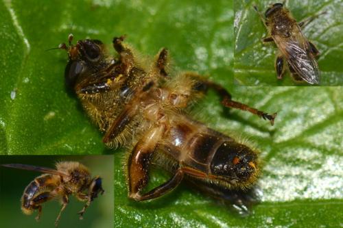 Brachypalpus laphriformis