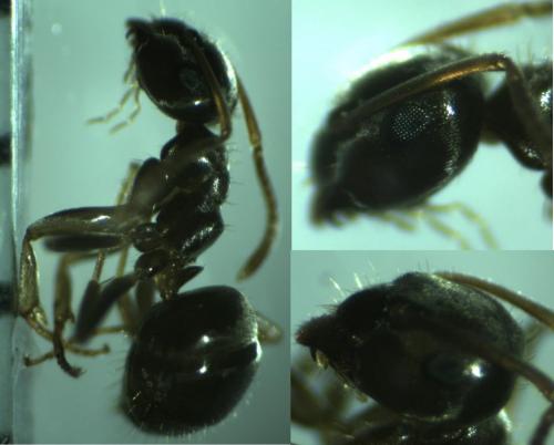 Lasius alienus
