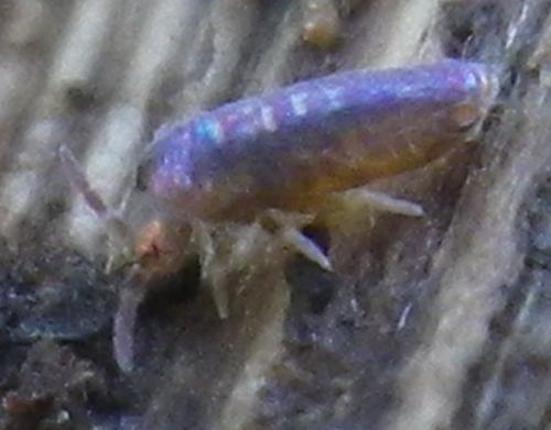 Lepidocyrtus cyaneus