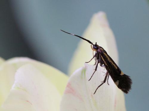 Esperia sulphurella