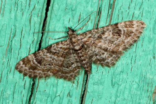 Gymnoscelis rufifasciata