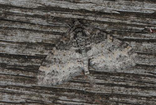 Réf. 138 889 : Lobophora halterata