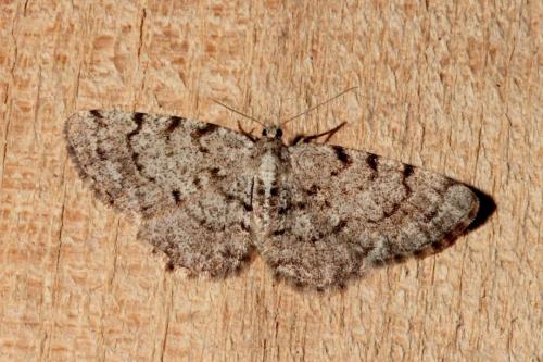 Réf. 138 444 : Aethalura punctulata