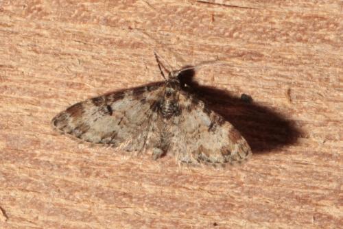 Réf. 138 477 : Eupithecia irriguata