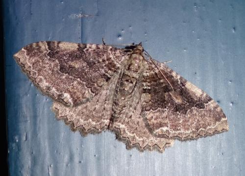 Hydria cervinalis