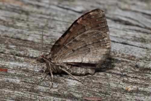 Réf. 138 890 : Xanthorhoe ferrugata