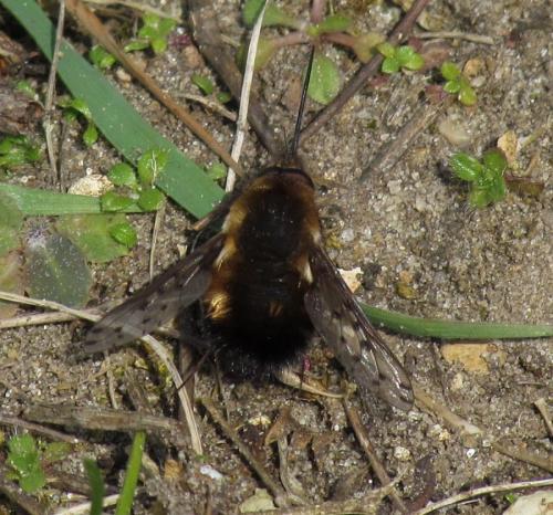 Bombylius discolor