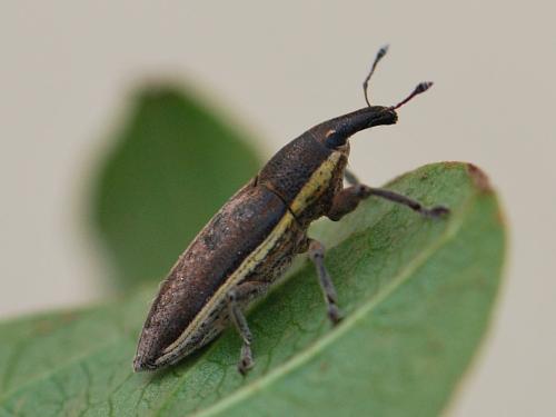 Réf. 138 729 : Lixus ochraceus